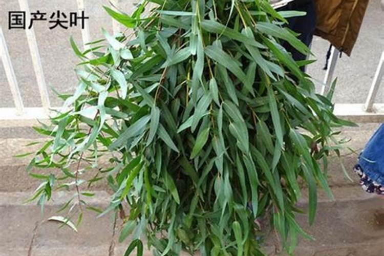 葡萄成熟时每棵成年树需多少钾肥