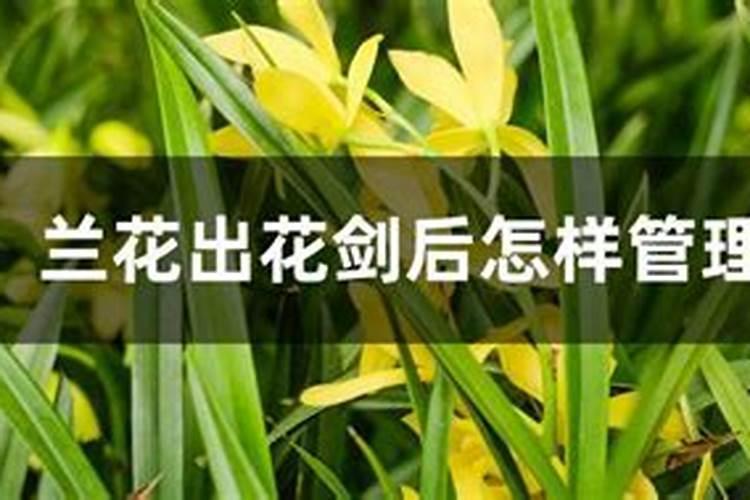 六月建兰刚有花剑能施肥吗？建兰出花剑后的施肥方法