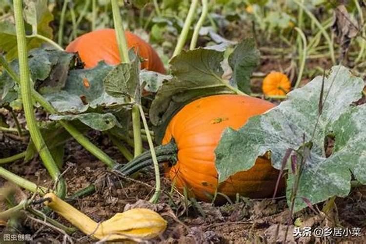 油菜叶面肥什么时间施最好花卉百科