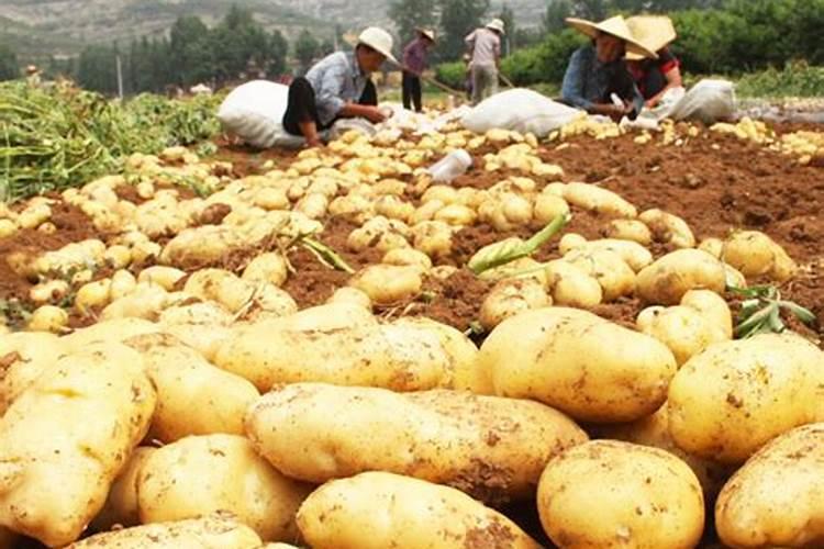 想要草莓产量高,促好花芽分化很关键,具体该怎么做？