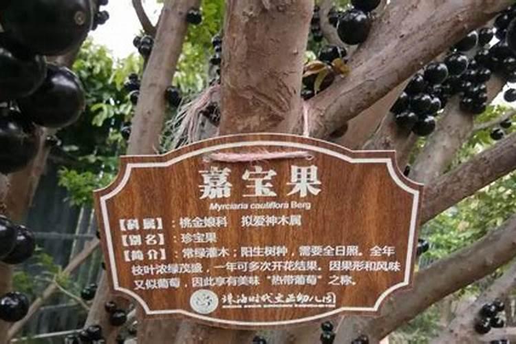 种植豆类施肥方法及注意事项 豆类施肥方法及注意事项