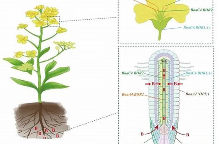豆芽捞面条的做法