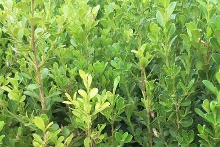 毛豆种植技术和管理方法