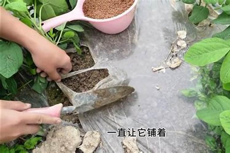种植毛豆需要施什么肥