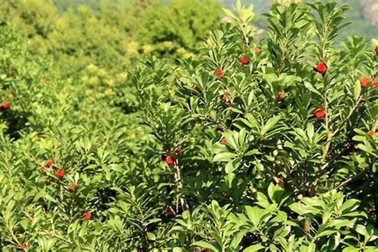 甲氧咪草烟水稻除草剂打多久可以上水？