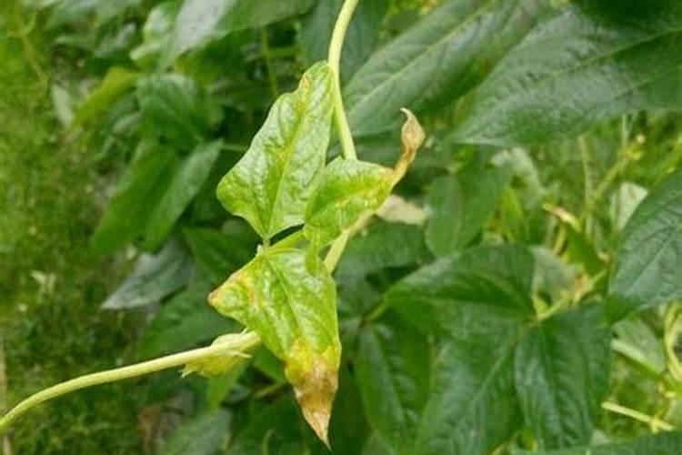 用发酵的泡黄豆水给黄瓜、芸豆施肥可以吗？