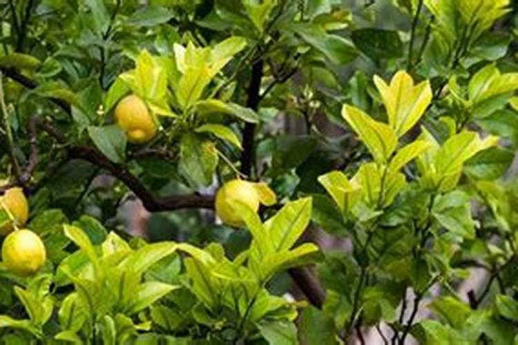 大葱增收高产怎么施肥？用什么肥效果好