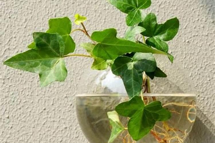 常春藤夏季能施肥吗 施什么肥料好