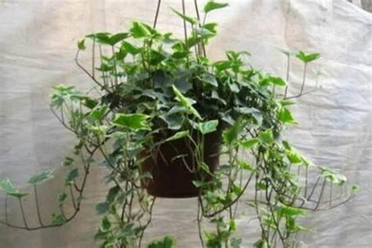 常青藤施什么肥最好