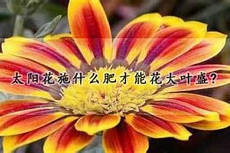 太阳花的种植方法及时间