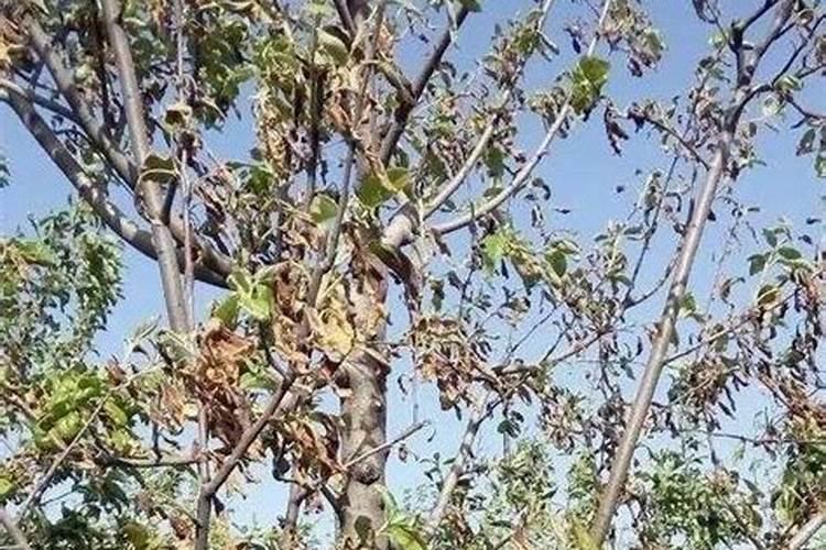 三角梅用松针土好吗？