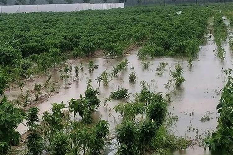 地瓜苗直长,不长分苗怎