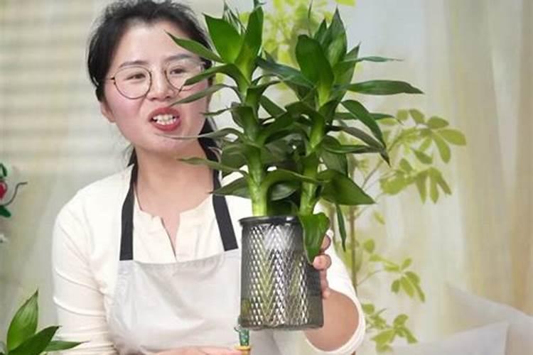 怎么给花补氮肥