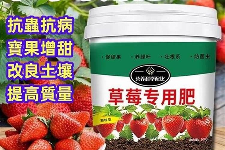 蓝莓施肥用什么肥料