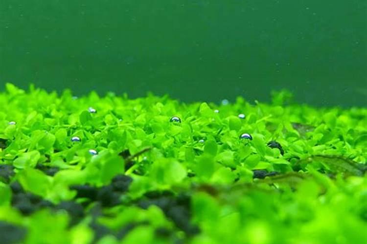 大棚蒜春天什么时间浇第一次水