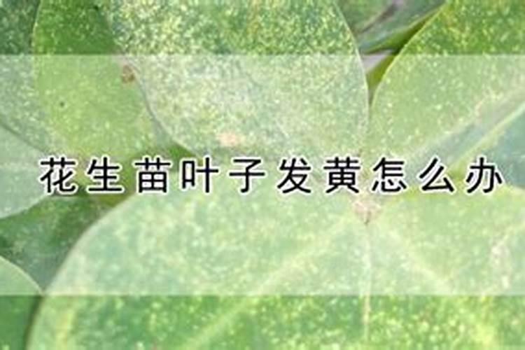 豆角小苗发黄打什么叶面肥？