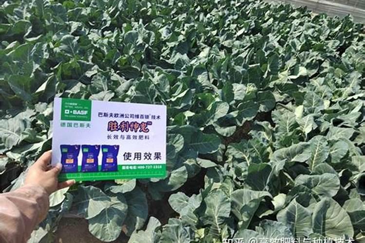 花菜叶子干边烂心是什么病打什么药