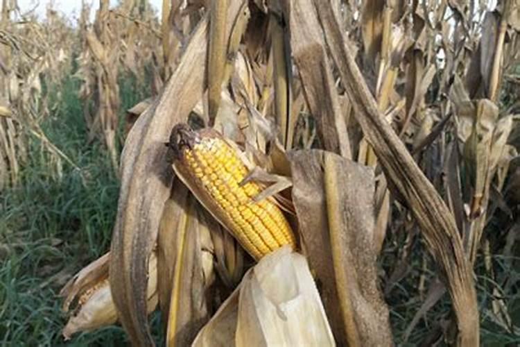 种植花卉用复合肥好还是水溶肥好？