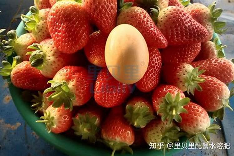 草莓可以使用三个21的水溶肥吗？
