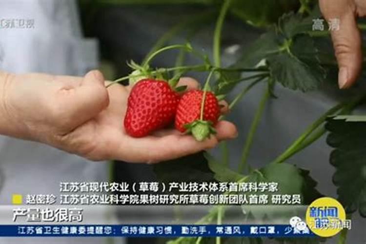 草莓膨果期使用什么肥料效果好