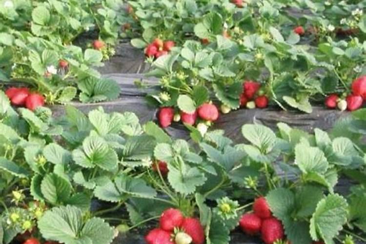 草莓专用肥配方