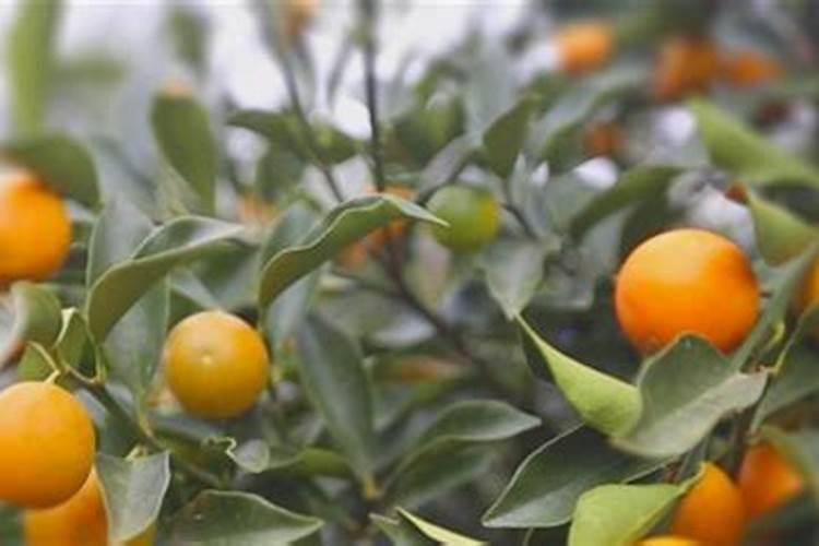 尿素当叶面肥使用方法