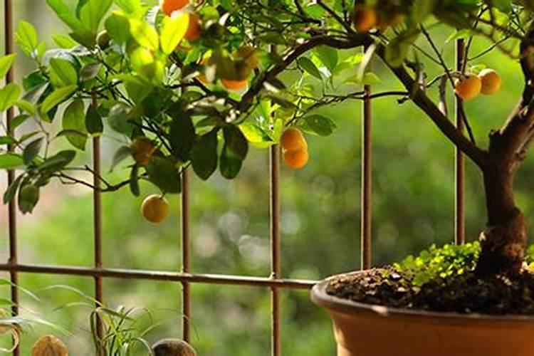 金桔树的施肥时间是多久？最佳的施肥量是多少？