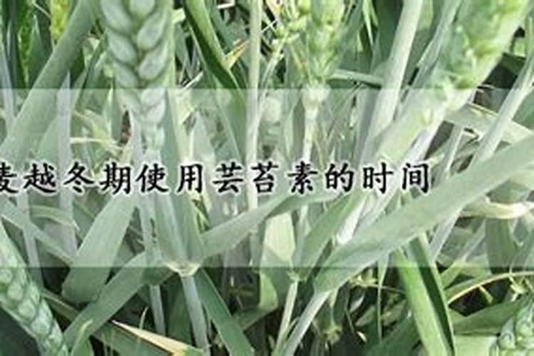 芸苔素使用方法