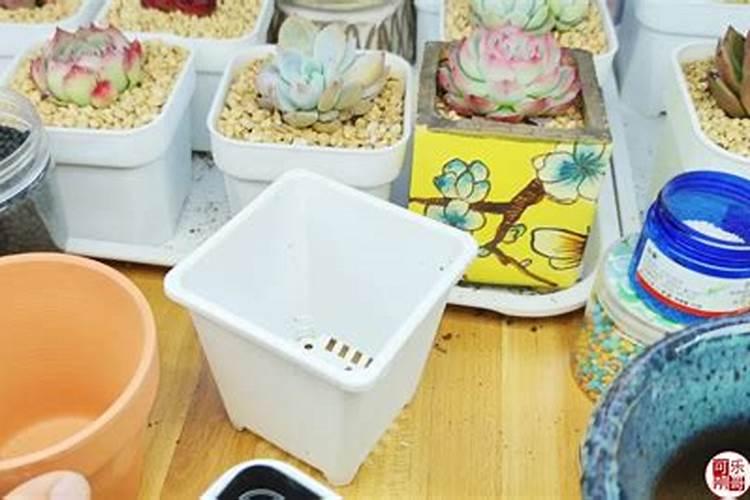 多肉植物用什么肥料养比例是多少