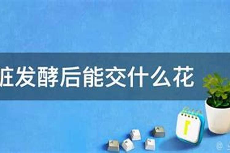 鱼肠子可以当花肥？