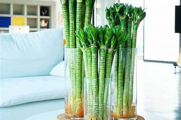 富贵竹如何培植