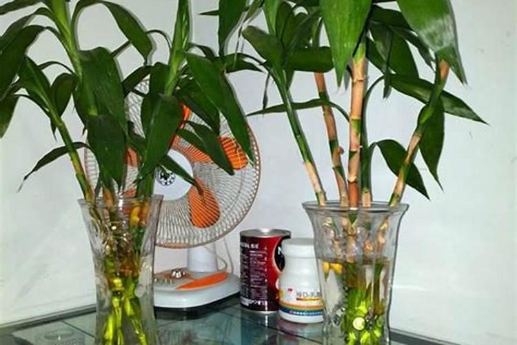 富贵竹施什么肥 富贵竹怎么施肥