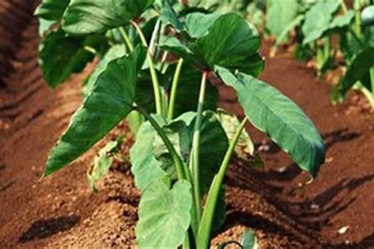 芋头需肥尤喜钾,芋头怎样施肥