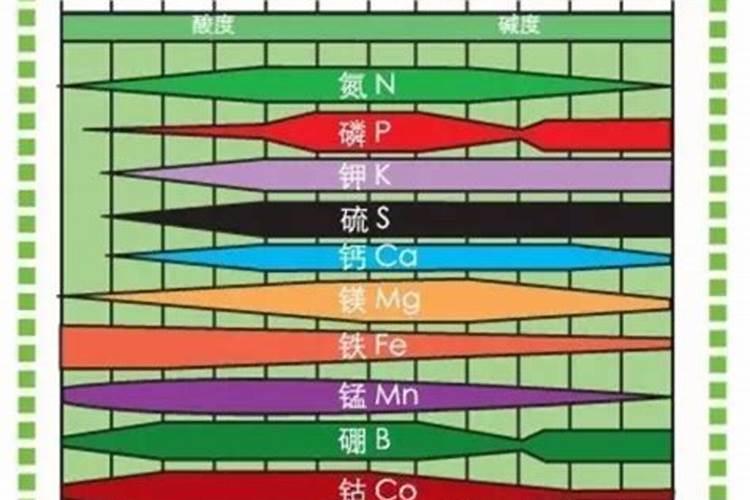 玛格丽特花颜色变淡是怎么了
