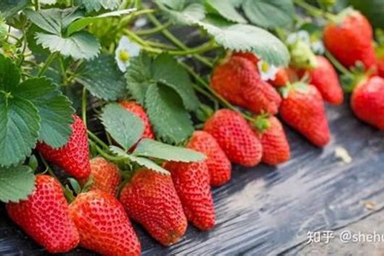 自家种的草莓怎么施肥