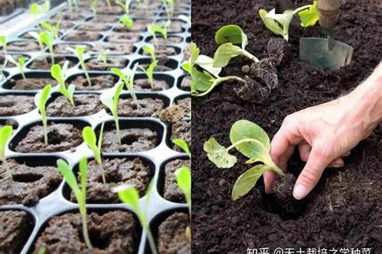 如何种植蔬菜