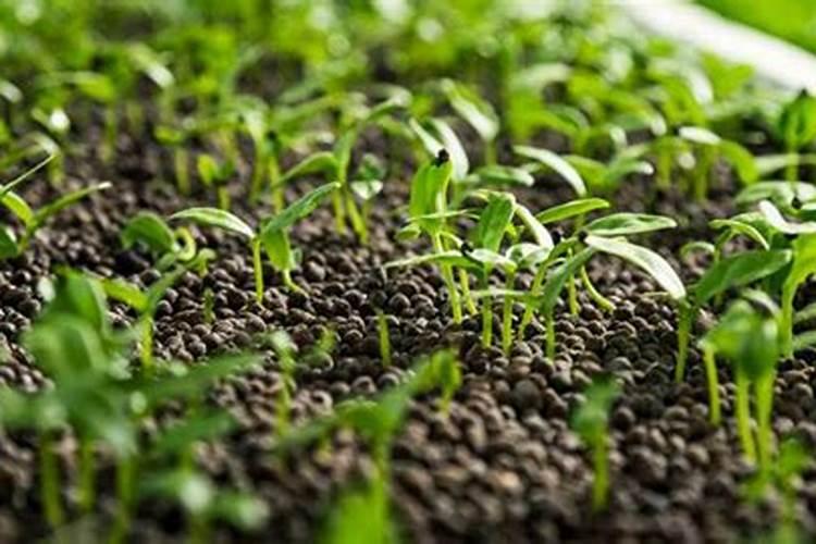 怎样栽种蔬菜 给蔬菜施肥的注意事项