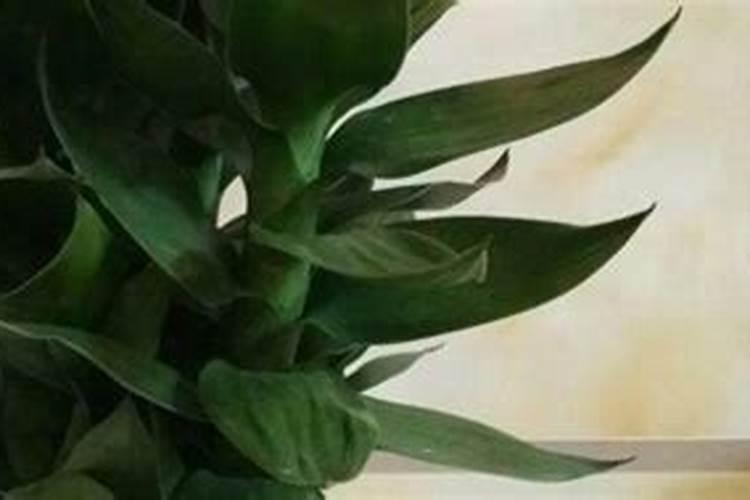 观音竹正确施肥方法 每隔半个月就施肥一次