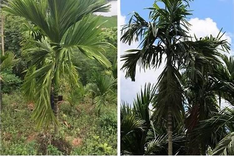 虾池后期用氧化钙可以吗