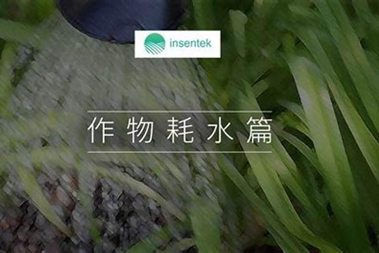 大葱最喜欢的肥料