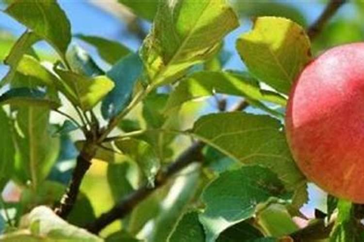 平安树用什么施肥