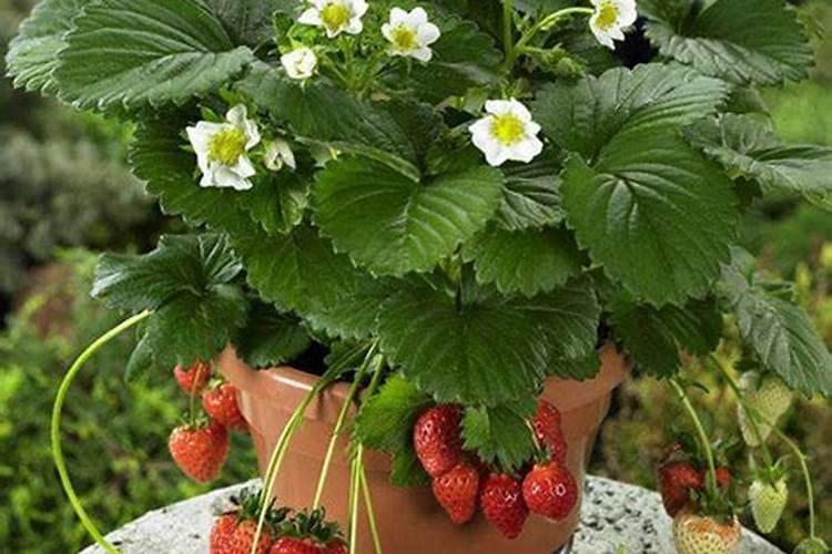 ...花期应施用什么叶面肥？ 赤霉酸在各种蔬菜上的使用方法及注意事项