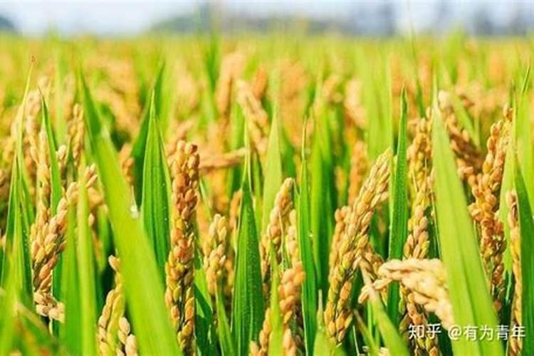 水稻播种遇到低温天气怎么办？