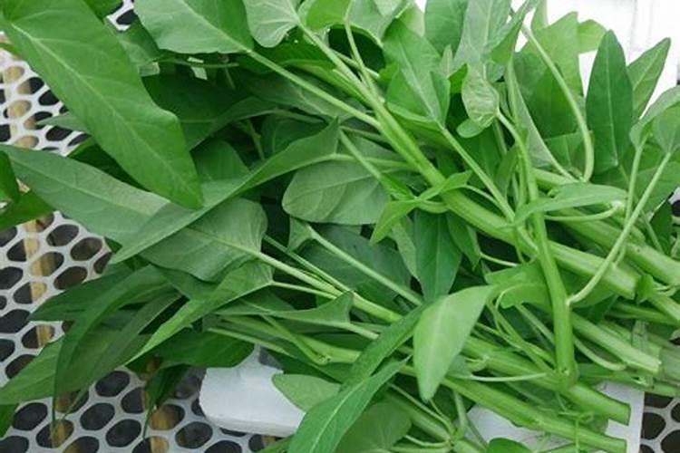 空心菜叶子变黄打卷是为什么？