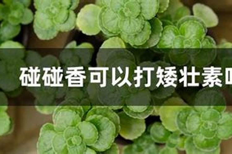 空心菜叶子变黄打卷是为什么？