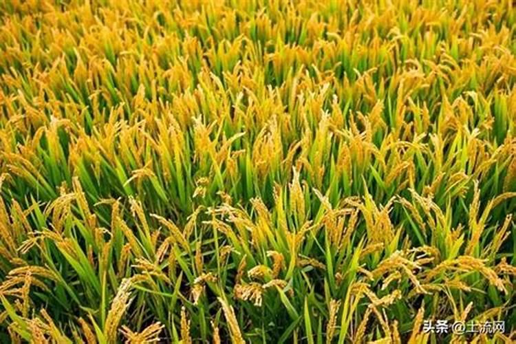汉中的绿茶哪个好？