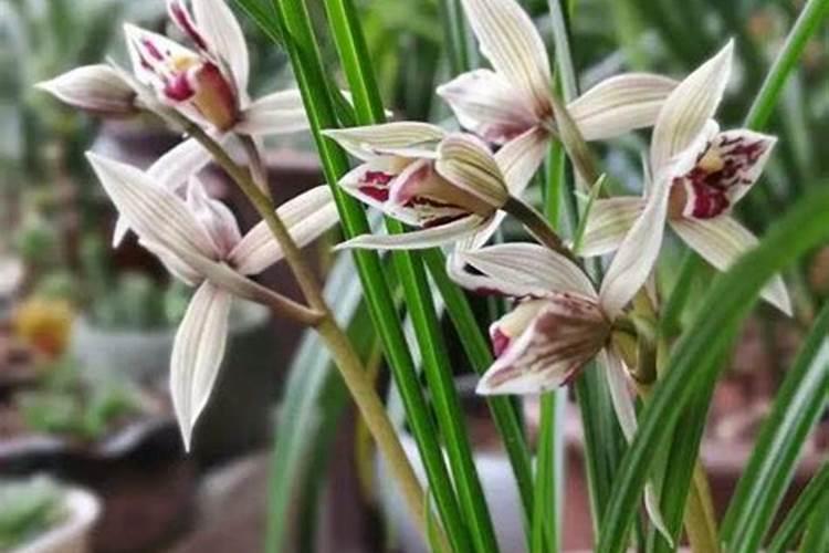 鱼塘养殖中施磷肥能起怎样作用