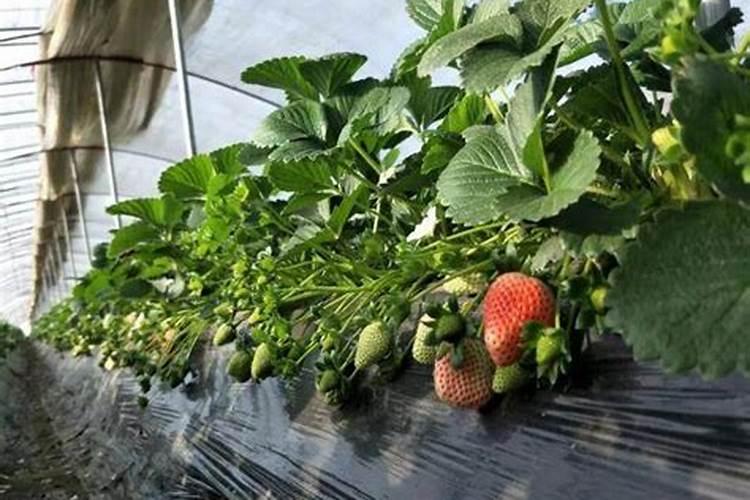 田间追施钾肥哪种吸收效果好？矿源黄腐酸怎么样