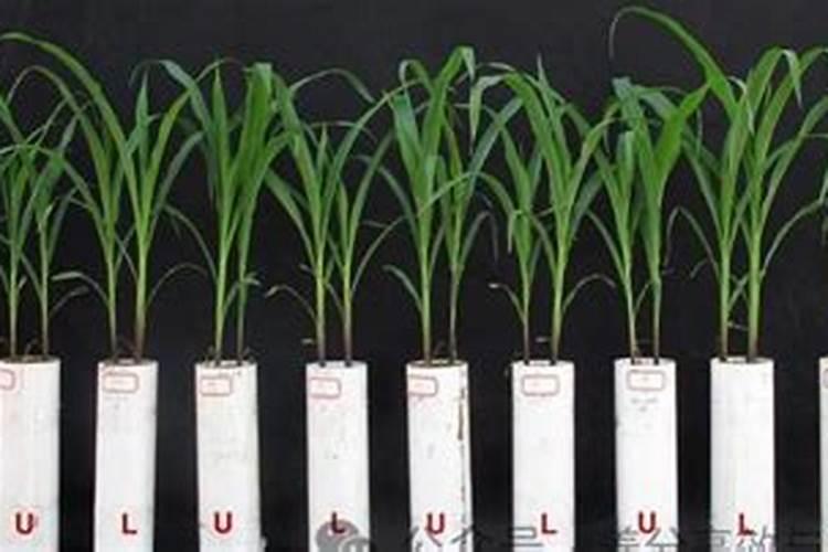 核桃树什么时候施肥 核桃树什么时候施肥,施什么肥最好