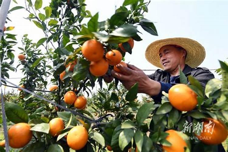 沃柑剪完果放什么肥恢复树势？